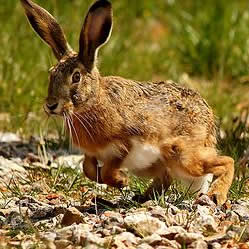 Actividades cinegéticas