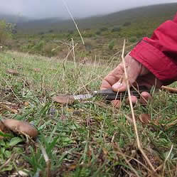 Actividades micológicas